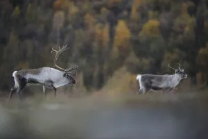 Reindeer (Rangifer tarandus) pair, Forollhogna National Park, Norway, September 2008 Reindeer (Rangifer tarandus) pair, Forollhogna National Park, Norway, September 2008