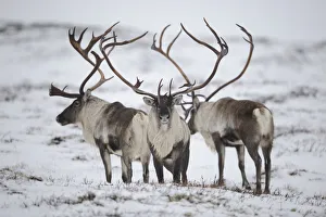 Three Reindeer (Rangifer tarandus) in snow, Forollhogna National Park, Norway, September 2008 Three Reindeer (Rangifer tarandus) in snow, Forollhogna National Park, Norway, September 2008
