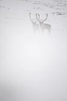 Two Reindeer (Rangifer tarandus) in snow mist, Forollhogna National Park, Norway Two Reindeer (Rangifer tarandus) in snow mist, Forollhogna National Park, Norway