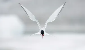 Requests Prints: Arctic Tern Print: Hovering in Flight, Iceland