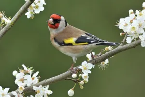 Goldfinch Print amongst Blackthorn Blossom, Hertfordshire