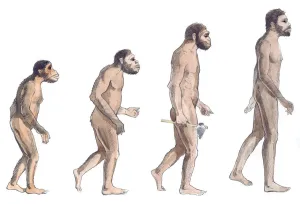 Human Evolution Print: Australopithecus afarensis to Homo sapiens