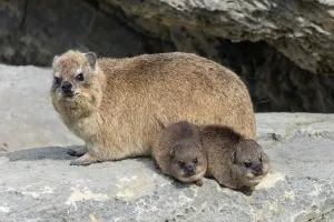 Prints of Rock hyrax / dassie (Procavia capensis), with babies, De Hoop Nature Reserve, Western Cape, South Africa Muridae Prints: Rock hyrax print with babies, De Hoop Nature Reserve