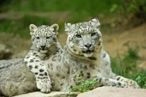 Snow leopard mother with cub, captive print