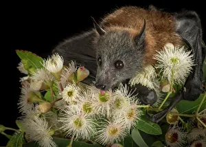 Rescued and orphaned Grey-headed Flying-fox (Pteropus poliocephalus) in captivity Rescued and orphaned Grey-headed Flying-fox (Pteropus poliocephalus) in captivity