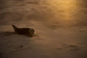 RESTRICTED USE - Common seal (Phoca vitulina) pup resting on a sandbank during a sandstorm RESTRICTED USE - Common seal (Phoca vitulina) pup resting on a sandbank during a sandstorm