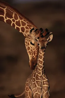 Reticulated giraffe with young, Samburu GR, Kenya Reticulated giraffe with young, Samburu GR, Kenya
