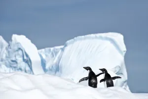 RF - Adelie penguin (Pygoscelis adeliae) on iceberg. Graham Passage, Antarctic Peninsula RF - Adelie penguin (Pygoscelis adeliae) on iceberg. Graham Passage, Antarctic Peninsula