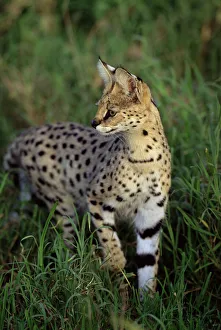 Flick solitaire nick garbutt/rf adult male serval felis serval Flick solitaire nick garbutt/rf adult male serval felis serval