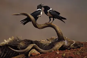 RF - African Pied Crow (Corvus albus) two perched on carcass of a Greater Kudu RF - African Pied Crow (Corvus albus) two perched on carcass of a Greater Kudu