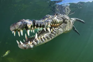 RF - American crocodile (Crocodylus acutus) swims through sunrays RF - American crocodile (Crocodylus acutus) swims through sunrays