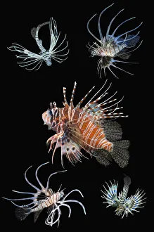 RF - Antennata lionfish (Pterois antennata) with four juveniles, composite image on black background, Indo-Pacific RF - Antennata lionfish (Pterois antennata) with four juveniles, composite image on black background, Indo-Pacific