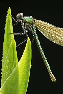 RF- Banded demoiselle (Calopteryx splendens), resting on dew covered reed, Lower Tamar Lakes RF- Banded demoiselle (Calopteryx splendens), resting on dew covered reed, Lower Tamar Lakes