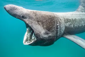 RF - Basking shark (Ceterhinus maximus) feeding on plankton in Senen Cove, Cornwall, UK RF - Basking shark (Ceterhinus maximus) feeding on plankton in Senen Cove, Cornwall, UK