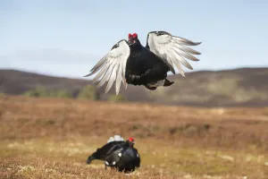 RF - Black Grouse (Tetrao tetrix) male peforming flutter jump display on lek, Cairngorms RF - Black Grouse (Tetrao tetrix) male peforming flutter jump display on lek, Cairngorms
