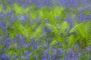 RF- Bluebells (Hyacinthoides non-scripta / Endymion scriptum) flowering in Broad buckler fern RF- Bluebells (Hyacinthoides non-scripta / Endymion scriptum) flowering in Broad buckler fern