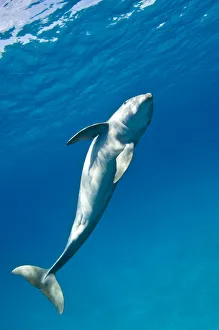 RF- Bottlenose dolphin (Tursiops truncatus) swimming in a spiral movement, Sandy Ridge RF- Bottlenose dolphin (Tursiops truncatus) swimming in a spiral movement, Sandy Ridge