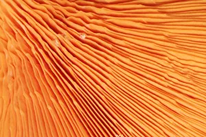 RF- Chanterelle mushroom (Cantharellus cibarius), gill detail RF- Chanterelle mushroom (Cantharellus cibarius), gill detail