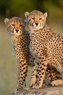 RF- Cheetah (Acinonyx jubatus) cubs aged 6 months, Masai-Mara Game Reserve, Kenya RF- Cheetah (Acinonyx jubatus) cubs aged 6 months, Masai-Mara Game Reserve, Kenya