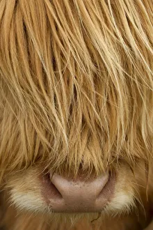 RF- Close-up of Highland cow (Bos taurus) showing thick insulating hair covering face RF- Close-up of Highland cow (Bos taurus) showing thick insulating hair covering face