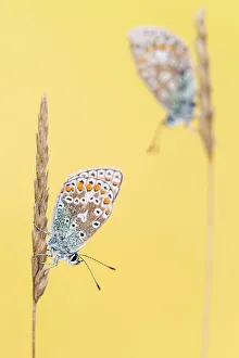 RF - Common blue butterflies (Polyommatus icarus) resting on grass RF - Common blue butterflies (Polyommatus icarus) resting on grass