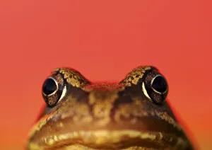 RF- Common frog (Rana temporaria) portrait with red background. UK RF- Common frog (Rana temporaria) portrait with red background. UK