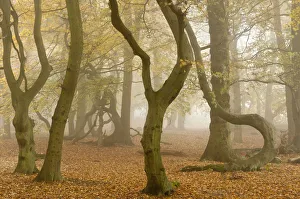 RF- Contorted trunks of Beech trees (Fagus sylvatica) in autumn mist. Beacon Hill Country Park RF- Contorted trunks of Beech trees (Fagus sylvatica) in autumn mist. Beacon Hill Country Park