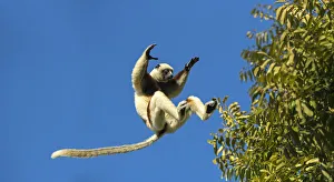 RF - Coquerel's sifaka (Propithecus coquereli) jumping, Anjajavy Private Reserve RF - Coquerel's sifaka (Propithecus coquereli) jumping, Anjajavy Private Reserve