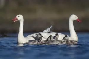 RF - Coscoroba swan (Coscoroba coscoroba) pair with chicks on water La Pampa, Argentina RF - Coscoroba swan (Coscoroba coscoroba) pair with chicks on water La Pampa, Argentina