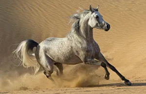 RF - Dapple grey Arabian stallion running in desert dunes near Dubai, United Arab RF - Dapple grey Arabian stallion running in desert dunes near Dubai, United Arab