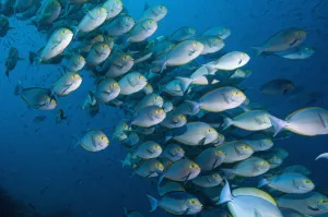 RF- Elongate surgeonfish (Acanthurus mata) school. Indonesia RF- Elongate surgeonfish (Acanthurus mata) school. Indonesia