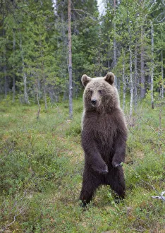 RF- European brown bear (Ursus arctos) standing on rear legs, Kuhmo, Finland, July 2009 RF- European brown bear (Ursus arctos) standing on rear legs, Kuhmo, Finland, July 2009