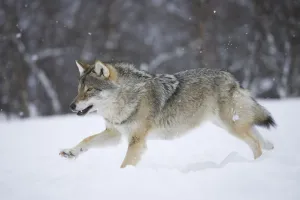 RF- European grey wolf (Canis lupus) running through snow in birch forest, Tromso, Norway RF- European grey wolf (Canis lupus) running through snow in birch forest, Tromso, Norway