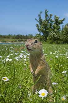 RF - European ground squirrel / Souslik (Spermophilus citellus) in grass with daisies RF - European ground squirrel / Souslik (Spermophilus citellus) in grass with daisies