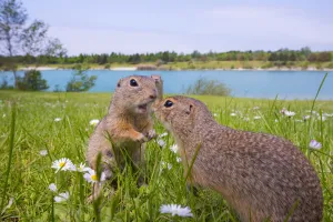 RF - European ground squirrels / Sousliks (Spermophilus citellus)greeting, Gerasdorf, Austria RF - European ground squirrels / Sousliks (Spermophilus citellus)greeting, Gerasdorf, Austria