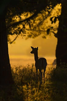 Images Dated 18th March 2014: RF- Fallow deer (Dama dama) doe at sunrise during rut, Deer Park, Holkham, Norfolk, UK, October
