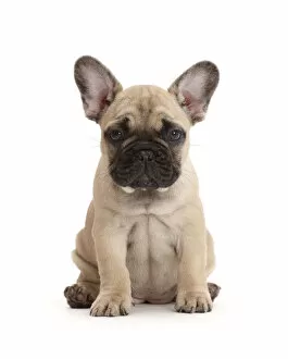 Images Dated 15th July 2016: RF - French bulldog puppy, 7 weeks, sitting