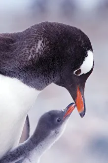 RF- Gentoo Penguin (Pygoscelis papua) chick begging parent for food, Antarctica RF- Gentoo Penguin (Pygoscelis papua) chick begging parent for food, Antarctica