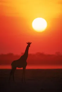 RF- Giraffe silhouette at sunset. Namibia, Etosha National Park RF- Giraffe silhouette at sunset. Namibia, Etosha National Park
