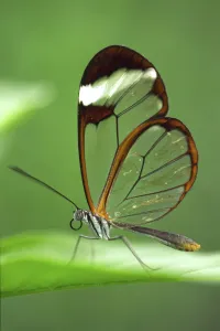 RF- Glasswing butterfly (Greta oto), Costa Rica RF- Glasswing butterfly (Greta oto), Costa Rica
