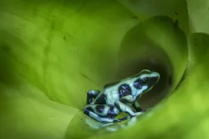 RF - Green-and-Black Poison Dart Frog (Dendrobates auratus) inside bromiliad. Boca Tapada RF - Green-and-Black Poison Dart Frog (Dendrobates auratus) inside bromiliad. Boca Tapada