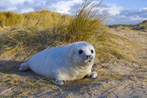 RF- Grey seal (Halichoerus grypus) pups on Norfolk Beach, England, UK, December RF- Grey seal (Halichoerus grypus) pups on Norfolk Beach, England, UK, December