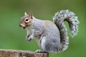 Eastern Gray Squirrel Prints: RF - Grey squirrel (Sciurus carolinensis) sitting on tree stump