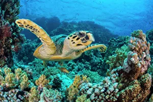 RF - Hawksbill sea turtle (Eretmochelys imbricata) swimming over a coral reef RF - Hawksbill sea turtle (Eretmochelys imbricata) swimming over a coral reef