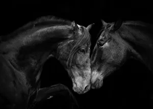 RF - Head portrait of black Andalusian mare and stallion meeting for the first time in RF - Head portrait of black Andalusian mare and stallion meeting for the first time in