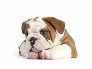 Animal Feet Collection: RF- Head portrait of Bulldog puppy with chin on paws