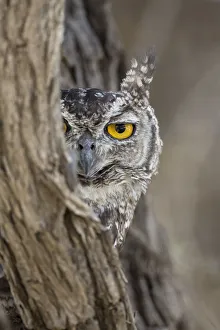 RF - Head portrait of Spotted eagle owl (Bubo africanus), Kgalagadi Transfrontier Park RF - Head portrait of Spotted eagle owl (Bubo africanus), Kgalagadi Transfrontier Park