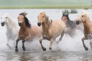 RF-Herd of horses running through water. Bashang Grassland, near Zhangjiakou RF-Herd of horses running through water. Bashang Grassland, near Zhangjiakou
