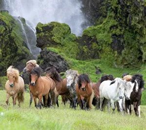 RF - Icelandic horse herd in grassland, rocky base of waterfall in background RF - Icelandic horse herd in grassland, rocky base of waterfall in background