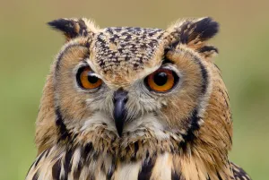 RF- Indian eagle owl (Bubo bengalensis) head portrait, captive, from India RF- Indian eagle owl (Bubo bengalensis) head portrait, captive, from India